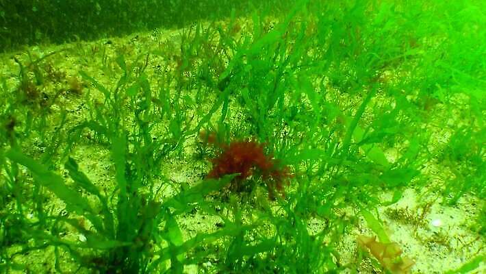 식물 바다 사람없음 빨간색 초록색 환경 바닷속 수중 해조류 생태계 생물학 광합성 산화 소금물 4K 수중영상 저서생물 MP4 해외동영상 클립영상 교육 컬러 생물 해양식물 동영상 파일형식