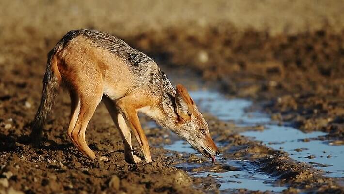 동물 음료 야생동물 포유류 모션 아프리카 자연 사람없음 야외 물 환경 사막 마시기 황무지 보호 갈증 사파리 클립 육식동물 서식지 동영상 남쪽 내추럴 남아프리카 생태학 칼라하리 HD MOV 해외동영상 클립영상 자연요소 교육 나라 컨셉 방향 생태계 파일형식