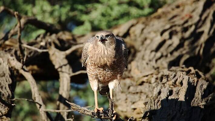 동물 야생동물 모션 아프리카 자연 조류 사람없음 야외 갈색 사막 점 보호 깃털 클립 부리 동영상 남쪽 내추럴 창백 남아프리카 동물상 생태학 칼라하리 HD MOV 해외동영상 클립영상 교육 나라 컬러 컨셉 조형물 방향 생태계 파일형식