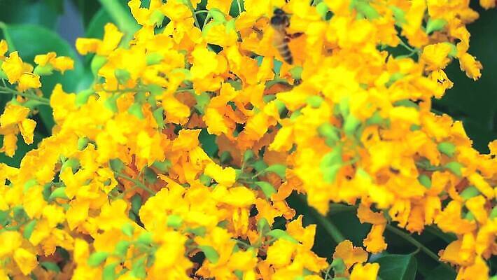 나무 식물 공원 꽃 아시아 잎 꽃무늬 오렌지 자연 사람없음 목재 초록색 노란색 정원 스파 봄 성장 벚꽃 나뭇가지 신선 개화 황금 묘사 질감 아로마 내추럴 버마 안다만 MP4 해외동영상 클립영상 계절 공공시설 나라 바다 컬러 무늬 과일 재료 생태계 동영상 파일형식