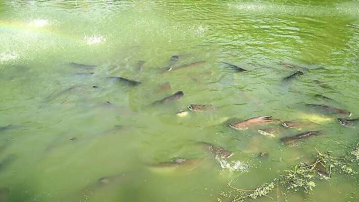 공원 호수 선 바다 컬러 백그라운드 무지개 건축양식 자연 하늘 표면 어류 사람없음 야외 초록색 물 파란색 정원 힘 새벽 거품 폭포 젖음 시골 연못 도시 개울 거북이 떨어짐 먹이 발사 당구 분수 휴양지 거인 메콩강 MP4 해외동영상 클립영상 자연요소 공공시설 건축 컨셉 파충류 강 구기 수중동물 장소 생태계 동영상 파일형식