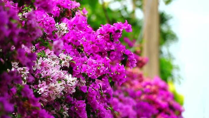 나무 식물 공원 꽃잎 꽃 벽 분홍색 컬러 여행 백그라운드 잎 꽃무늬 패턴 자연 사람없음 야외 장식 초록색 여름 울타리 컬러풀 글로벌 우주 정원 보라색 봄 벚꽃 흰색 나뭇가지 신선 도시 화려 개화 가시 우아함 자주색 내추럴 줄이기 MP4 해외동영상 클립영상 계절 공공시설 컨셉 무늬 모션 담장 생태계 동영상 파일형식