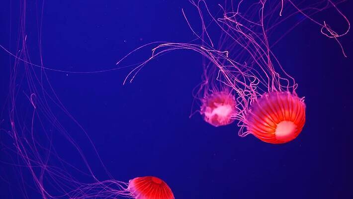 동물 디자인 바다 백그라운드 추상 휴식 어류 미술 사람없음 물 빛 컬러풀 수중 수영 어둠 거품 흐름 손전등 투명 우아함 신비 아래 역동적 탱크 네온 수족관 젤리 마법 촉수 형광등 해파리 빛망울 광 동물상 식민지 자외선 최면 환상 카피스페이스 효과 4K MP4 해외동영상 클립영상 자연요소 컬러 컨셉 무늬 문화예술 디저트 전등 조명 조형물 수중동물 공백 수상스포츠 자포동물 방향 위치 동영상 파일형식