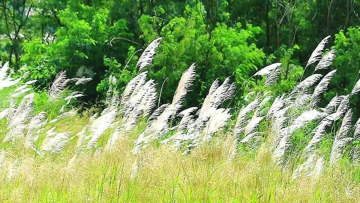 식물 계절 공원 꽃 백그라운드 잎 겨울 밭 자연 하늘 바람 산 씨앗 사람없음 야외 초록색 파란색 농장 갈색 환경 정원 벚꽃 흰색 나뭇가지 시골 신선 잡초 숲 언덕 그네 내추럴 사탕수수 MP4 해외동영상 클립영상 자연요소 나무 공공시설 컬러 농업 날씨 생태계 동영상 파일형식