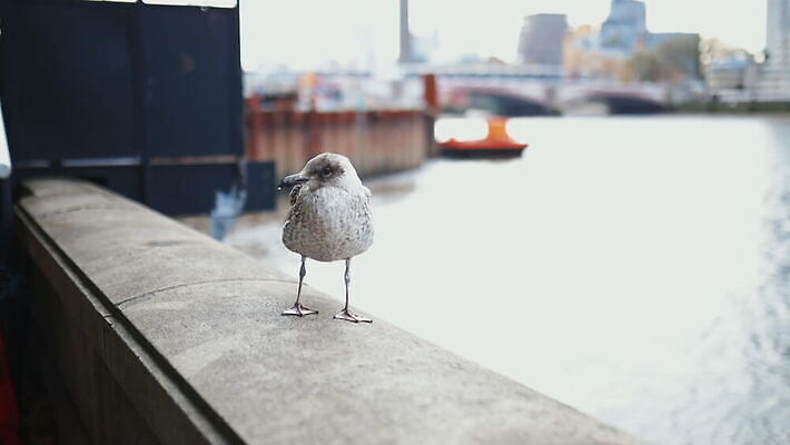 주간 구름 유럽 야생동물 모래 상징 여행 건축양식 갈매기 조류 하늘 아침 파노라마 사람없음 건물 물 빛 강 도시풍경 햇빛 고층빌딩 회색 도시 런던 수로 포트 스카이라인 동영상 랜드마크 수도권 왕국 템스강 MOV 해외동영상 클립영상 자연요소 동물 건축물 건축 나라 컬러 영국 잉글랜드 촬영기법 풍경 빌딩 태양 지역 파일형식