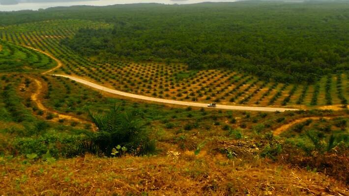 나무 식물 계절 산업 섬 여행 백그라운드 농업 태국 자연 아침 산 안테나 손바닥 사람없음 목재 초록색 글로벌 환경 맑음 손상 안개 성장 시골 신선 보호 숲 열대우림 언덕 날것 내추럴 벌목 생태학 석회암 수목 안다만 재앙 MOV 해외동영상 클립영상 주간 손 교육 아시아 바다 컬러 컨셉 재료 통신 날씨 암석 생태계 동영상 파일형식