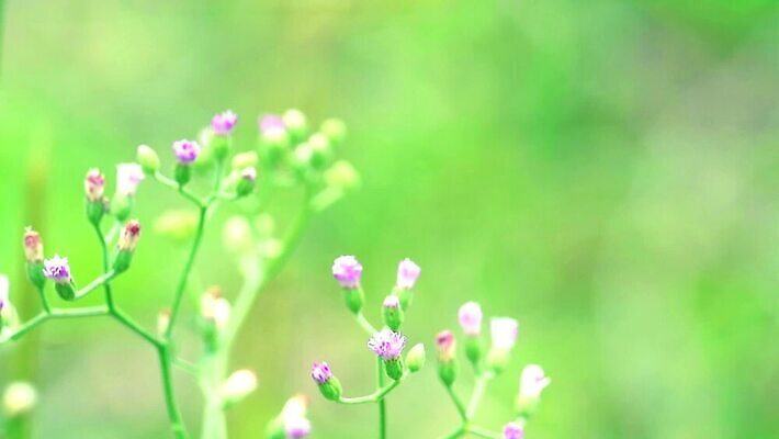 식물 꽃잎 꽃 분홍색 백그라운드 잎 꽃무늬 자연 씨앗 사람없음 야외 치료 초록색 파란색 정원 보라색 봄 벚꽃 흰색 붓 잡초 개화 약초 허브 면도 이익 라일락 내추럴 케랄라주 MP4 해외동영상 클립영상 계절 컬러 무늬 의학 모션 풀_식물 인도_나라 생태계 동영상 파일형식