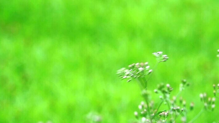 식물 꽃잎 꽃 분홍색 백그라운드 잎 꽃무늬 자연 씨앗 사람없음 야외 치료 초록색 파란색 정원 보라색 봄 벚꽃 흰색 붓 잡초 개화 약초 허브 면도 이익 라일락 내추럴 케랄라주 MP4 해외동영상 클립영상 계절 컬러 무늬 의학 모션 풀_식물 인도_나라 생태계 동영상 파일형식