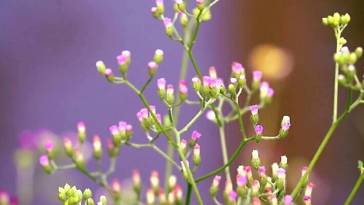 식물 꽃잎 꽃 분홍색 백그라운드 잎 꽃무늬 자연 씨앗 사람없음 야외 치료 초록색 파란색 정원 보라색 봄 벚꽃 흰색 붓 잡초 개화 약초 허브 면도 이익 라일락 내추럴 케랄라주 MP4 해외동영상 클립영상 계절 컬러 무늬 의학 모션 풀_식물 인도_나라 생태계 동영상 파일형식
