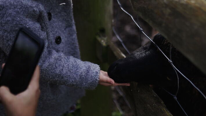 동물 야생동물 어린이 밭 농업 포유류 자연 영국 잉글랜드 사람 소녀 사람없음 야외 목재 스마트폰 울타리 농장 머리 환경 금속 시골 양 소 먹이 먼지 철사 진흙 양모 밭일 배선 4K MOV 해외동영상 클립영상 나무 여자 유럽 산업 재료 재질 신체부위 핸드폰 스마트기기 담장 한자 직물 생태계 동영상 파일형식