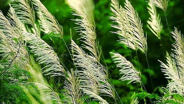 식물 계절 공원 꽃 백그라운드 잎 겨울 밭 자연 하늘 바람 산 씨앗 사람없음 야외 초록색 파란색 농장 갈색 환경 정원 벚꽃 흰색 나뭇가지 시골 신선 잡초 숲 언덕 그네 내추럴 사탕수수 MP4 해외동영상 클립영상 자연요소 나무 공공시설 컬러 농업 날씨 생태계 동영상 파일형식