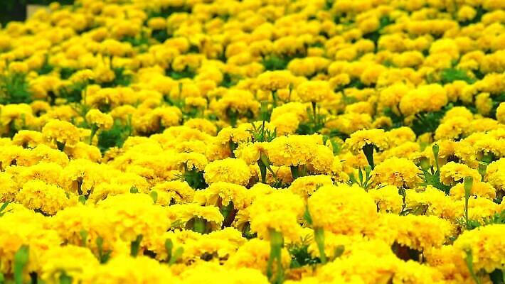 식물 꽃 아시아 문화 백그라운드 자연 동양인 사람없음 장식 초록색 컬러풀 노란색 머리 정원 봄 활발 성장 개화 인도인 원예 내추럴 아즈텍 MP4 해외동영상 클립영상 외국인 계절 나라 컬러 컨셉 인종 취미 신체부위 생태계 동영상 파일형식