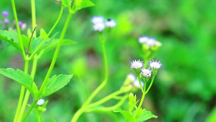 식물 꽃잎 꽃 분홍색 백그라운드 잎 꽃무늬 자연 씨앗 사람없음 야외 치료 초록색 파란색 정원 보라색 봄 벚꽃 흰색 붓 잡초 개화 약초 허브 면도 이익 라일락 내추럴 케랄라주 MP4 해외동영상 클립영상 계절 컬러 무늬 의학 모션 풀_식물 인도_나라 생태계 동영상 파일형식