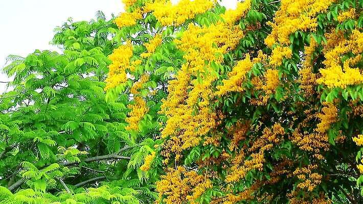 나무 식물 공원 아시아 잎 꽃무늬 오렌지 자연 사람없음 목재 초록색 노란색 정원 스파 봄 성장 벚꽃 나뭇가지 신선 개화 황금 묘사 질감 아로마 내추럴 버마 안다만 MP4 해외동영상 클립영상 계절 공공시설 꽃 나라 바다 컬러 무늬 과일 재료 생태계 동영상 파일형식
