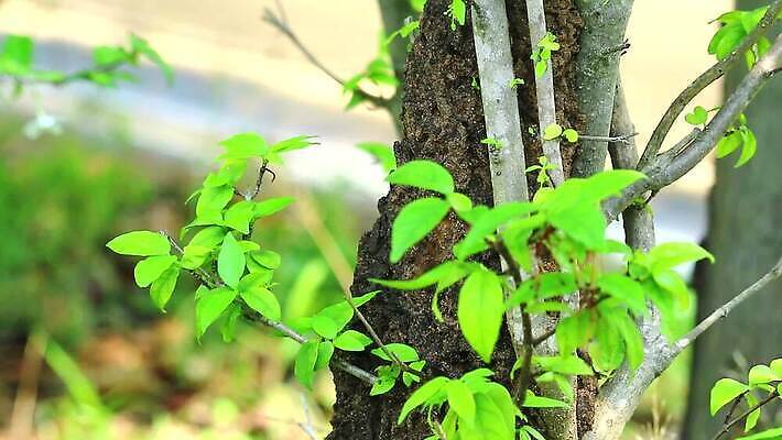 나무 동물 야생동물 곤충 백그라운드 패턴 자연 표면 노동자 주택 사람없음 야외 목재 물 갈색 성당 정원 흙 손상 흰색 거친 그룹 황무지 터널 닫기 해충 벌레 둥지 떨어짐 숲 큼 천 언덕 부식 질감 개미 병정 내추럴 수목 식민지 썩음 MP4 해외동영상 클립영상 자연요소 식물 직업 길 컬러 컨셉 무늬 재료 종교건축 모션 건물 직물 크기 생태계 동영상 파일형식