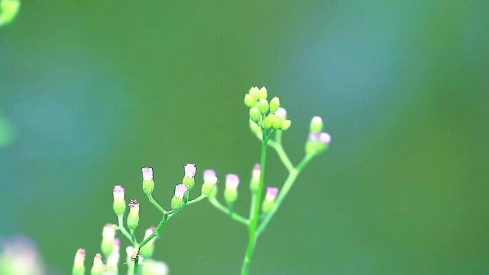 식물 꽃잎 꽃 분홍색 백그라운드 잎 꽃무늬 자연 씨앗 사람없음 야외 치료 초록색 파란색 정원 보라색 봄 벚꽃 흰색 붓 잡초 개화 약초 허브 면도 이익 라일락 내추럴 케랄라주 MP4 해외동영상 클립영상 계절 컬러 무늬 의학 모션 풀_식물 인도_나라 생태계 동영상 파일형식