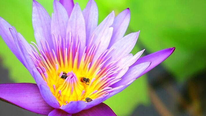 나무 식물 공원 꽃 아시아 잎 꽃무늬 오렌지 자연 사람없음 목재 초록색 노란색 정원 스파 봄 성장 벚꽃 나뭇가지 신선 개화 황금 묘사 질감 아로마 내추럴 버마 안다만 MP4 해외동영상 클립영상 계절 공공시설 나라 바다 컬러 무늬 과일 재료 생태계 동영상 파일형식