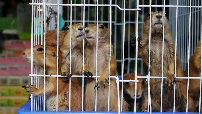 동물 응시 야생동물 새끼 가족 발 세포 털 서기 사람없음 반려동물 농장 갈색 고통 거래 슬픔 돼지 바 기다림 시장 개 설치류 작음 모피 새장 솜털 소매 땅바닥 매각 우울증 죄수 총구 4K MP4 해외동영상 클립영상 시선 감정 컬러 농업 포유류 관계 모션 바닥 신체부위 질병 크기 동영상 케이지 파일형식