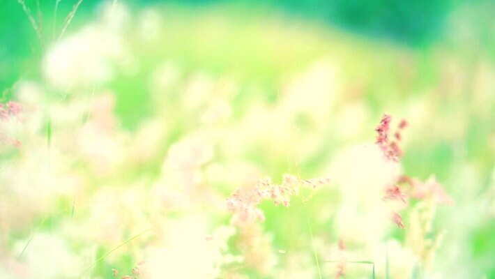 식물 계절 공원 꽃 백그라운드 잎 겨울 밭 자연 하늘 바람 산 씨앗 사람없음 야외 초록색 파란색 농장 갈색 환경 정원 벚꽃 흰색 나뭇가지 시골 신선 잡초 숲 언덕 그네 내추럴 사탕수수 MP4 해외동영상 클립영상 자연요소 나무 공공시설 컬러 농업 날씨 생태계 동영상 파일형식