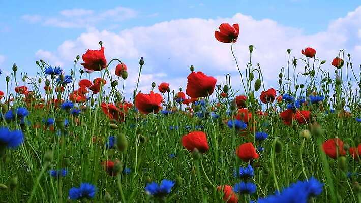 식물 계절 꽃잎 꽃 컬러 백그라운드 잎 꽃무늬 밭 농업 자연 하늘 바람 사람없음 야외 빨간색 초록색 파란색 컬러풀 햇빛 노란색 맑음 봄 벚꽃 시골 신선 개화 허브 흔들림 양귀비 수레국화 4K MOV 해외동영상 클립영상 자연요소 산업 무늬 모션 날씨 태양 생태계 동영상 파일형식