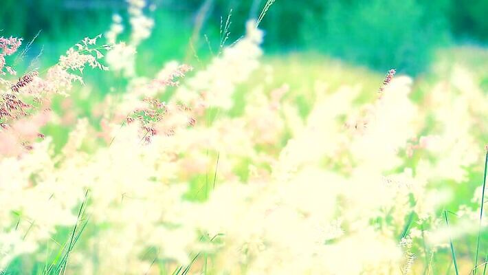 식물 계절 공원 꽃 백그라운드 잎 겨울 밭 자연 하늘 바람 산 씨앗 사람없음 야외 초록색 파란색 농장 갈색 환경 정원 벚꽃 흰색 나뭇가지 시골 신선 잡초 숲 언덕 그네 내추럴 사탕수수 MP4 해외동영상 클립영상 자연요소 나무 공공시설 컬러 농업 날씨 생태계 동영상 파일형식