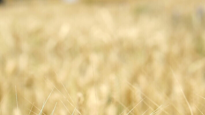식물 계절 백그라운드 밭 농업 자연 하늘 건조 옥수수 풍경 사람없음 야외 여름 농작물 농장 노란색 수확 성장 시골 황금 닫기 낟알 땅 밀 흔들림 보리 느림 밀짚 내추럴 밭일 MOV 해외동영상 슬로모션 클립영상 산업 컬러 모션 곡류 촬영기법 짚 생태계 동영상 파일형식