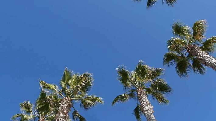 디자인 상징 로우앵글 여행 백그라운드 하늘 휴가 왕관 사람없음 여름 야자수 햇빛 뷰티 맑음 미국 꿈 자유 분위기 질감 심플 캘리포니아 태평양 할리우드 로스앤젤레스 이국적 파라다이스 카피스페이스 플로리다 미니멀 4K 산타모니카 MP4 해외동영상 클립영상 나무 계절 바다 뷰포인트 컨셉 북아메리카 날씨 태양 공백 동영상 파일형식