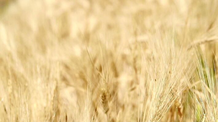 식물 계절 백그라운드 밭 농업 자연 하늘 건조 옥수수 풍경 사람없음 야외 여름 농작물 농장 노란색 수확 성장 시골 황금 닫기 낟알 땅 밀 흔들림 보리 느림 밀짚 내추럴 밭일 MOV 해외동영상 슬로모션 클립영상 산업 컬러 모션 곡류 촬영기법 짚 생태계 동영상 파일형식