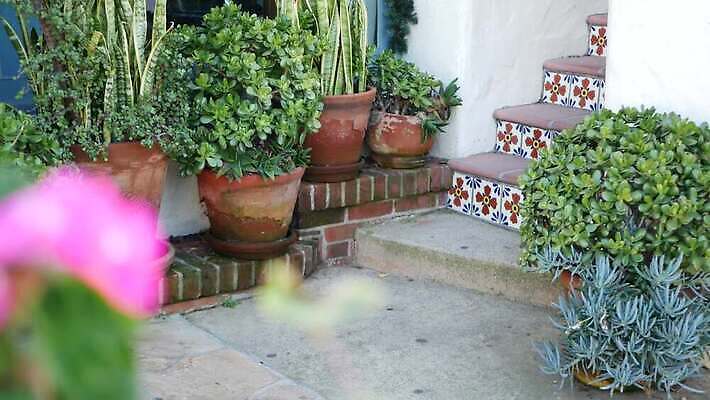 식물 화분 화초 백그라운드 사람없음 장식 초록색 컬러풀 계단 정원 미국 활발 사막 성장 신선 도자기 냄비 지중해 타일 캘리포니아 점토 상록수 단계 내추럴 강렬 다육식물 스페인어 식민지 카피스페이스 그리너리 세련 4K 건조기후 MP4 해외동영상 클립영상 바다 컬러 컨셉 북아메리카 공백 솥 동영상 파일형식 트랜드컬러