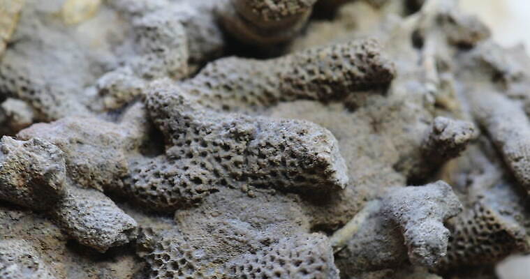 동물 야생동물 바다 자연 생물 연체동물 독일 나선형 사람없음 반짝임 수영 골동품 껍질 역사 산호 오브젝트 생물학 판화 내추럴 기간 동물상 지질학 쥬라기 4K MOV 해외동영상 클립영상 교육 유럽 무늬 모션 무척추동물 미술 조형물 수상스포츠 자포동물 생태계 동영상 파일형식