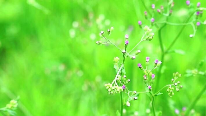 식물 꽃잎 꽃 분홍색 백그라운드 잎 꽃무늬 자연 씨앗 사람없음 야외 치료 초록색 파란색 정원 보라색 봄 벚꽃 흰색 붓 잡초 개화 약초 허브 면도 이익 라일락 내추럴 케랄라주 MP4 해외동영상 클립영상 계절 컬러 무늬 의학 모션 풀_식물 인도_나라 생태계 동영상 파일형식