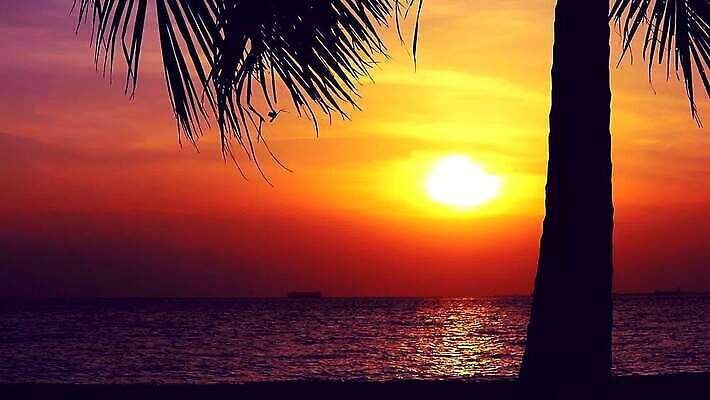 나무 실루엣 아시아 바다 섬 여행 오렌지 태국 자연 하늘 휴가 손바닥 사람없음 가로 빨간색 물 컬러풀 태양 노란색 평화 일출 침묵 황혼 일몰 새벽 낭만 만 저녁 휴양지 코코넛 내추럴 이국적 파라다이스 포상금 MP4 해외동영상 클립영상 자연요소 식물 손 나라 컬러 컨셉 돈 과일 촬영기법 노을 소리 장소 야간 생태계 동영상 파일형식