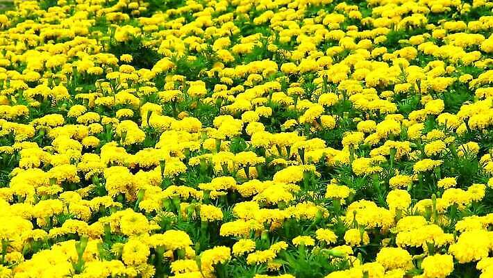 식물 꽃 아시아 문화 백그라운드 자연 동양인 사람없음 장식 초록색 컬러풀 뷰티 노란색 머리 정원 봄 활발 성장 개화 인도인 내추럴 아즈텍 MP4 해외동영상 클립영상 외국인 계절 나라 컬러 컨셉 인종 신체부위 생태계 동영상 파일형식