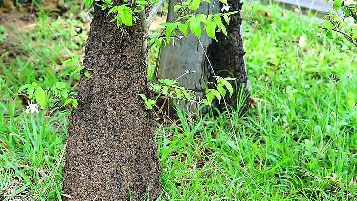 나무 동물 야생동물 곤충 백그라운드 패턴 자연 표면 노동자 주택 사람없음 야외 목재 물 갈색 성당 정원 흙 손상 흰색 거친 그룹 황무지 터널 닫기 해충 벌레 둥지 떨어짐 숲 큼 천 언덕 부식 질감 개미 병정 내추럴 수목 식민지 썩음 MP4 해외동영상 클립영상 자연요소 식물 직업 길 컬러 컨셉 무늬 재료 종교건축 모션 건물 직물 크기 생태계 동영상 파일형식