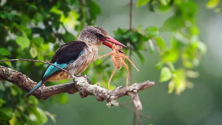 동물 야생동물 곤충 아프리카 자연 조류 국립공원 사람없음 관광지 황무지 보호 먹이 먹기 사파리 거미 남아프리카 물총새 보츠와나 보호구역 크루거 MOV 해외동영상 클립영상 공원 나라 여행 컨셉 모션 생태계 동영상 남아프리카공화국 구역 파일형식