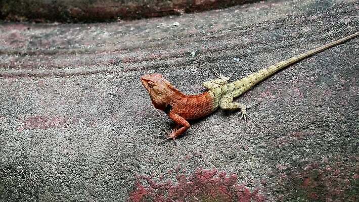 나무 식물 동물 척추동물 응시 야생동물 컬러 백그라운드 오렌지 파충류 자연 휴가 생물 멕시코 바닥 사람없음 야외 가로 초록색 파란색 반려동물 컬러풀 갈색 머리 환경 흰색 나뭇가지 숲 위험 먹기 피부 묘사 눈금 도마뱀 사냥꾼 이구아나 내추럴 고립 동물상 이국적 카멜레온 콘크리트 MP4 해외동영상 클립영상 직업 시선 컨셉 북아메리카 과일 모션 신체부위 조형물 생태계 동영상 파일형식