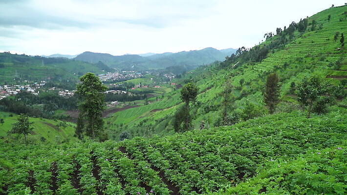 여자 음식 아프리카 감자 사람 사람없음 초록색 농작물 농장 수확 시골 업무 농부 가난 언덕 르완다 밭일 MOV 해외동영상 클립영상 직업 나라 컬러 컨셉 농업 채소 작업 동영상 파일형식