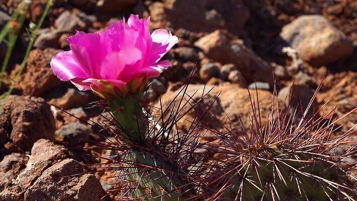 식물 꽃 컬러 과일 자연 선인장 풍경 사람없음 초록색 노란색 봄 사막 벚꽃 개화 가시 달콤 다육식물 숙성 4K MP4 해외동영상 클립영상 계절 맛 생태계 동영상 파일형식