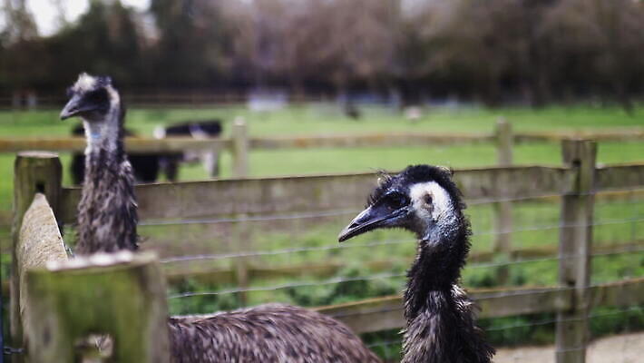 동물 응시 야생동물 백그라운드 밭 농업 자연 조류 영국 잉글랜드 사람없음 야외 목재 울타리 농장 머리 환경 금속 시골 깃털 먼지 진흙 밭일 절정 목가 배선 4K MOV 해외동영상 클립영상 나무 시선 유럽 산업 재료 재질 신체부위 담장 한자 생태계 동영상 파일형식