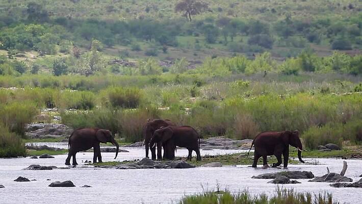 동물 야생동물 포유류 아프리카 자연 코끼리 국립공원 사람없음 관광지 강 4 그룹 황무지 보호 강가 사파리 서식지 남아프리카 보츠와나 보호구역 크루거 MOV 해외동영상 클립영상 멸종위기종 공원 나라 여행 컨셉 숫자 생태계 동영상 남아프리카공화국 구역 파일형식