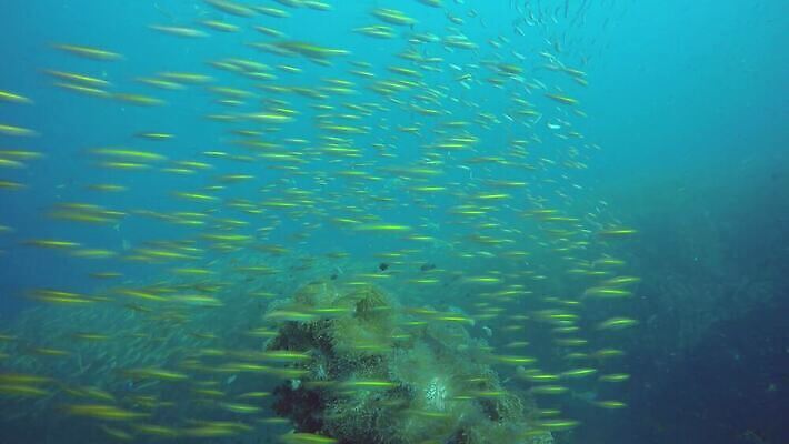 동물 라이프스타일 야생동물 스포츠 바다 섬 여행 백그라운드 태국 자연 휴가 생물 어류 사람없음 물 파란색 환경 바닷속 수중 탐험 산호 잠수부 보호 아래 생태계 다이빙 부드러움 암초 수족관 서식지 내추럴 깊이 안다만 파라다이스 4K MP4 해외동영상 클립영상 자연요소 아시아 컬러 컨셉 생활 수영 수중동물 감각 자포동물 전문직 방향 위치 동영상 수중스포츠 파일형식