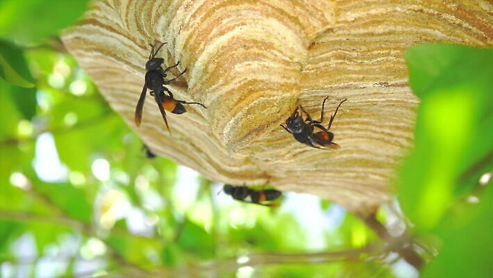 나무 동물 라이프스타일 야생동물 곤충 백그라운드 자연 생물 경고 사람없음 노란색 줄무늬 고통 독약 둥지 말벌 위험 작음 벌 묘사 꿀 리빙 거인 토막 벌집 내추럴 난쟁이 알레르기 몬스터 4K MOV 해외동영상 클립영상 식물 감정 컬러 컨셉 무늬 생활 벌_곤충 질병 크기 생태계 동영상 파일형식