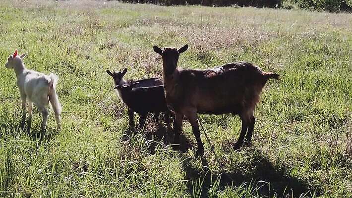 동물 응시 컬러 밭 농업 포유류 모션 자연 염소 뿔 사람없음 야외 초록색 파란색 농장 가축 목장 흰색 시골 아기 관찰 양 소 분위기 닫기 군중 방목 멀리 양고기 느림 기르기 램 무료 방목장 찰과상 목가 MP4 해외동영상 클립영상 시선 산업 컨셉 육류 사람 축산업 상처 생태계 동영상 돌봄 파일형식