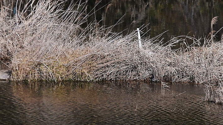 동물 응시 아시아 호수 야생동물 백그라운드 자연 조류 아침 건조 한국 성인 사람없음 야외 물 강 반사 갈색 환경 흰색 관찰 연못 기다림 습지 큼 깃털 사냥 부리 목 서식지 내추럴 4K MOV 해외동영상 클립영상 주간 자연요소 시선 나라 컬러 모션 사람 신체부위 크기 생태계 동영상 파일형식