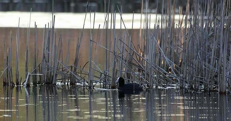 동물 유럽 호수 야생동물 모션 자연 조류 표면 오리 사람없음 야외 가로 물 반사 환경 검은색 수영 봄 젖음 흰색 연못 황무지 보호 깃털 물새 서식지 동영상 내추럴 동물상 생태학 유라시아 4K MOV 해외동영상 클립영상 자연요소 계절 교육 나라 아시아 컬러 컨셉 조형물 수상스포츠 생태계 파일형식