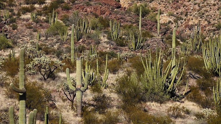 식물 공원 선 여행 자연 산 선인장 건조 사람없음 파란색 미국 성장 오르간 보호 큼 파이프 먼지 애리조나 천연기념물 전국 유일 4K MP4 해외동영상 클립영상 공공시설 컬러 컨셉 북아메리카 건반악기 크기 생태계 동영상 파일형식