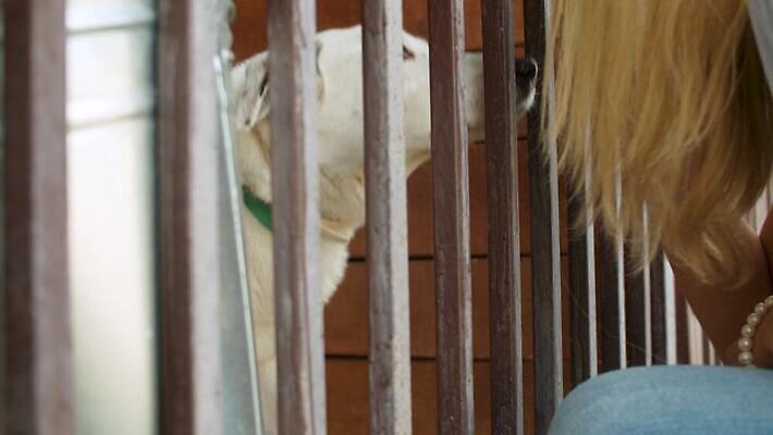 동물 여자 행복 자연 친절 주택 종류 사랑 사람 사람없음 야외 울타리 반려동물 우정 놀이방 기쁨 만지기 봉사 도움 구출 개 큼 먹기 새장 노숙자 돌봄 쇠창살 수유 타격 4K MOV 해외동영상 슬로모션 클립영상 감정 컨셉 포유류 모션 촬영기법 건물 친구 담장 크기 생태계 동영상 케이지 파일형식