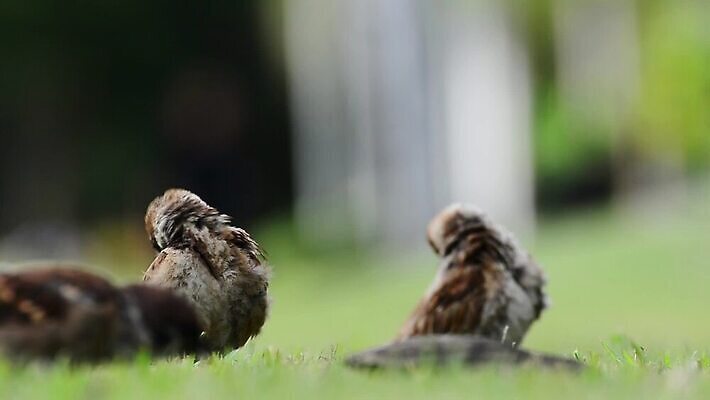 나무 동물 공원 야생동물 음식 백그라운드 날개 자연 조류 거리 병아리 사랑 서기 잔디 사람없음 초록색 컬러풀 뷰티 정원 자유 도시 닫기 먹기 깃털 부리 참새 유라시아 MOV 해외동영상 클립영상 식물 공공시설 감정 유럽 아시아 컬러 컨셉 모션 생태계 동영상 파일형식