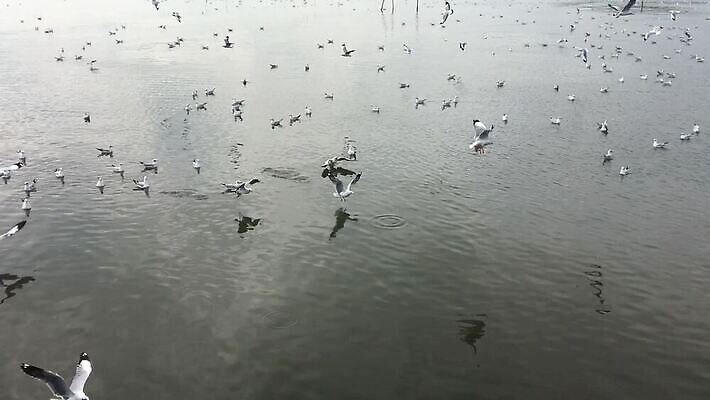 나무 동물 야생동물 바다 백그라운드 겨울 날개 태국 자연 갈매기 조류 하늘 날씨 어류 사람없음 물 파란색 뷰티 자유 흰색 그룹 연도 무료 시베리아 MOV 해외동영상 클립영상 자연요소 식물 계절 아시아 컬러 컨셉 수중동물 생태계 동영상 파일형식
