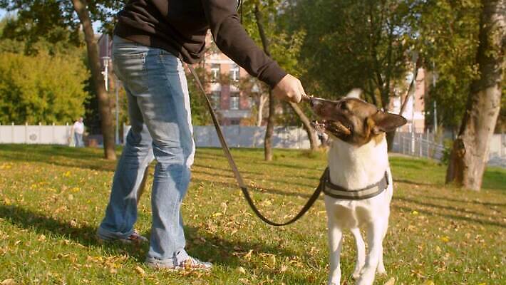 동물 공원 남자 행복 중년 자연 놀이 휴식 함께함 사랑 한명 사람 야외 초록색 친구 반려동물 귀여움 맑음 산책 도시 최고 막대기 개 가죽 바둑 주인 송곳니 내추럴 돌봄 복종 충실 4K MOV 해외동영상 슬로모션 클립영상 1 공공시설 감정 컬러 컨셉 포유류 관계 모션 날씨 촬영기법 성인 치아 생태계 동영상 파일형식